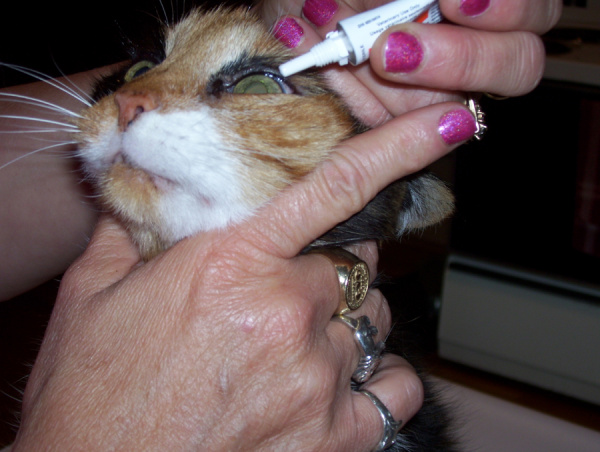 eye__corticosteroid_ophthalmic-1 eye__corticosteroid_ophthalmic-1