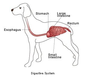 digestive_tract_intestinal_epithelial_tumors-1