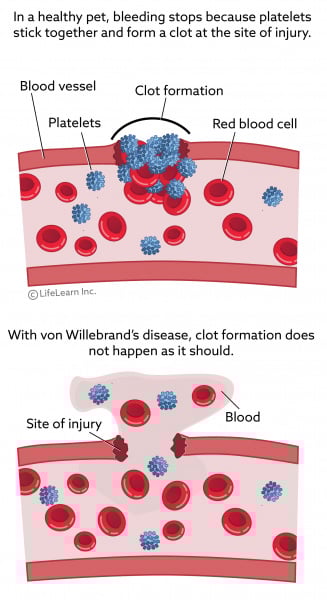 von_willebrand_2018 von_willebrand_2018