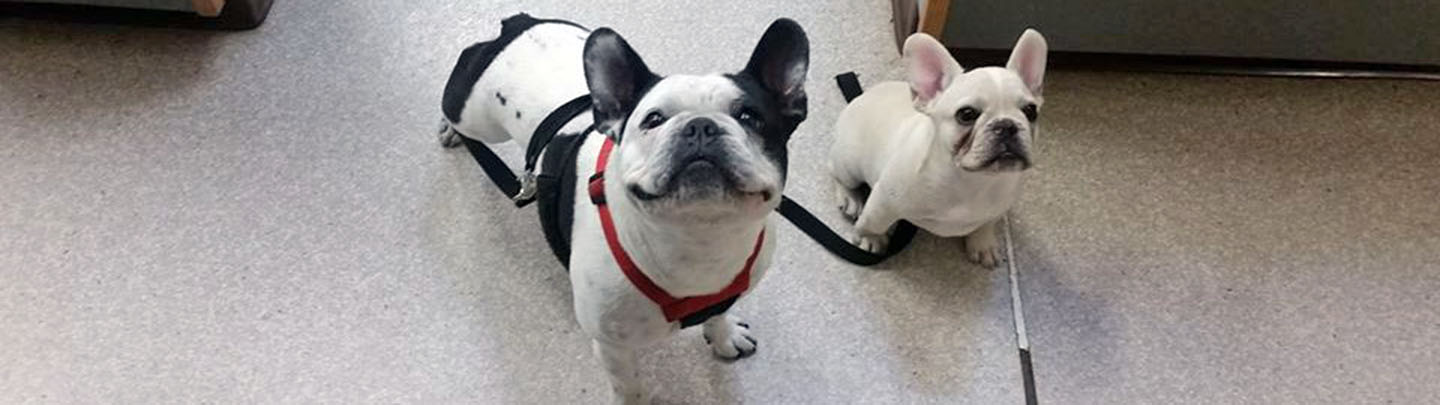 Dog with doctor
