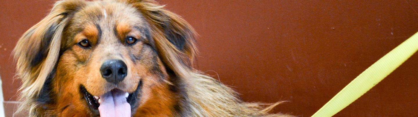 VCA French Creek Animal Hospital