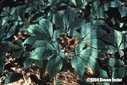 ginseng-1