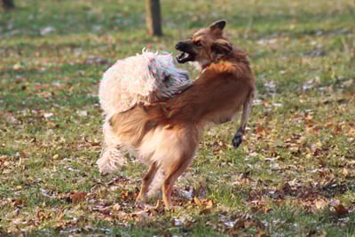 aggression_in_dogs_-to_unfamiliar_dogs_2