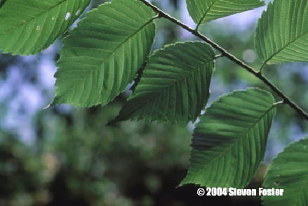 slippery_elm-1 slippery_elm-1
