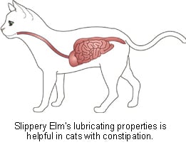 slippery_elm-2