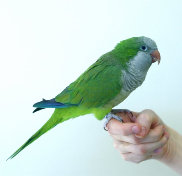 quaker_or_monk_parakeets_-_feeding-1