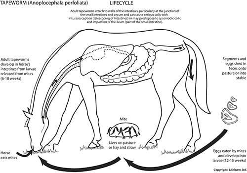 worming-4_edited_2009