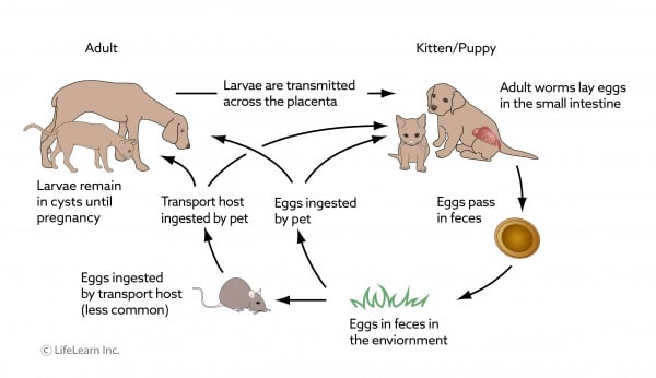 roundworm_lifecycle_dog_cat_updated_2018 roundworm_lifecycle_dog_cat_updated_2018