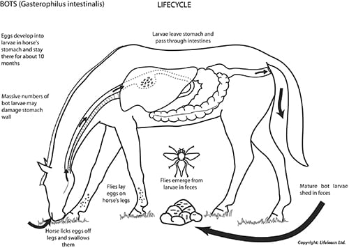worming-5_edited_2009