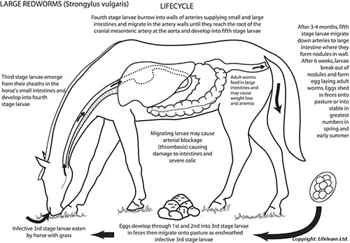worming-2_edited_2009