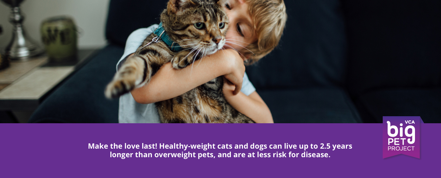 VCA Big Pet Project Picture of Boy with Cat