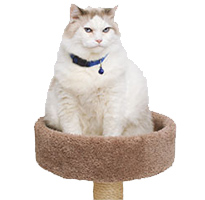VCA Big Pet Project Cat on Cat Tree