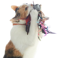 VCA Big Pet Project Cat Playing