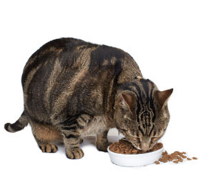 VCA Big Pet Project Cat