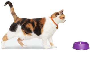 VCA Big Pet Project Cat Walking to Bowl