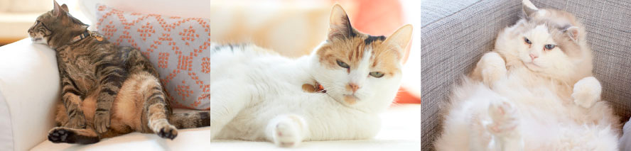 VCA Big Pet Project 3 Overweight Cats