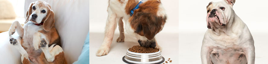 VCA Big Pet Project 3 Overweight Dogs