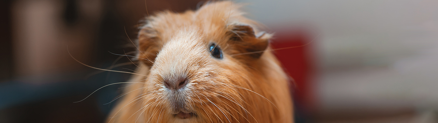Guinea Pig