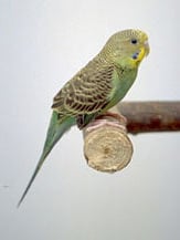 budgies-1 budgies-1