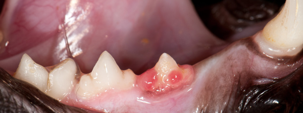 Cat's tooth with inflamed gum.