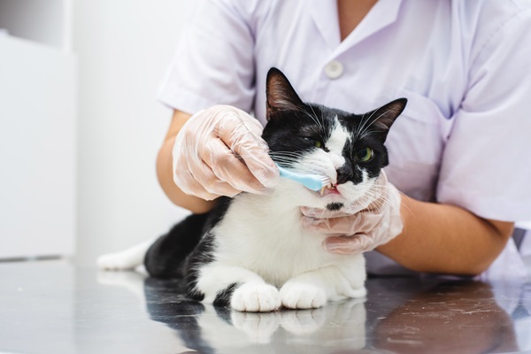Cat getting its teeth brushed by veterinarian.