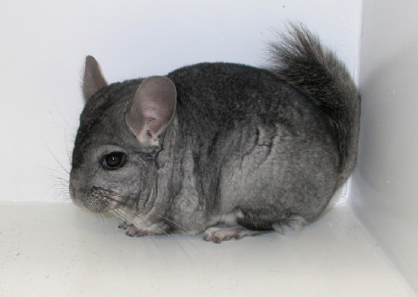 chinchillas-diseases-1