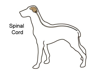 cerebrospinal_fluid_collection_and_examination-1