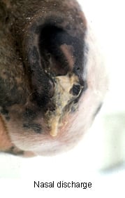 equine_herpesvirus_infection-3
