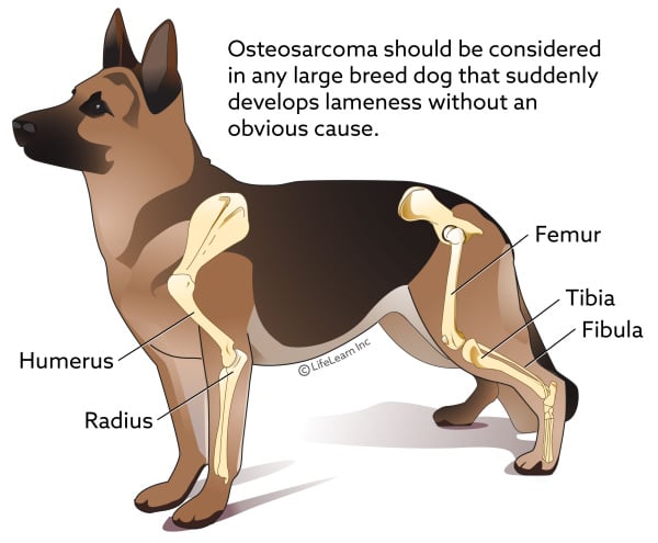 dog_osteosarcoma_2018-01