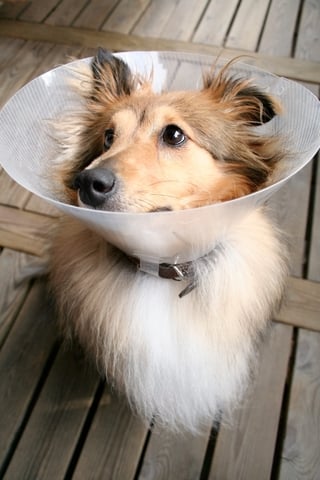 elizabethan_collars_in_dogs__behavior