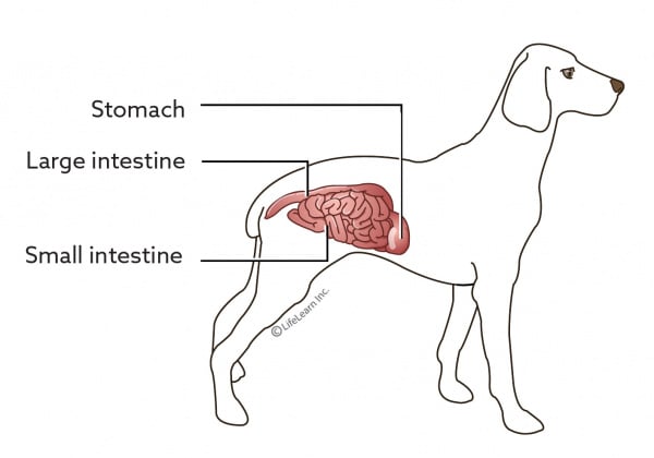 dog_intestine_stomach-1-01