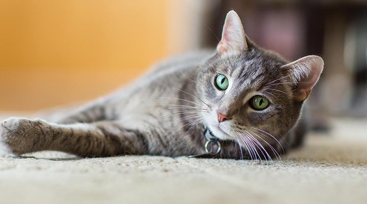 50-50 VCA CareClub - Adult Cats - Hospital