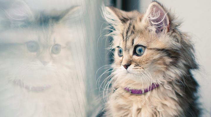 50-50 VCA CareClub - Kittens - Hospital