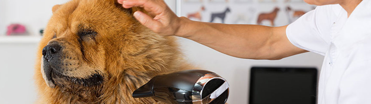 chow chow dog with groomer