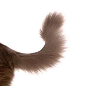 what-does-a-wagging-tail-mean