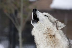 why-do-dogs-howl