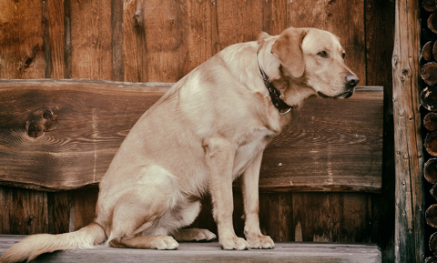 pain-dog