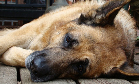 fce_dogs