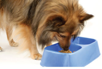 aggressionfoodbowl1
