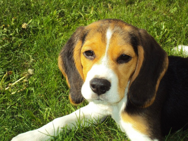 beagle-puppy-2681_640