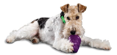 dogbehaviourproblemschewing1