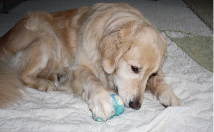 dogbehaviourproblemschewing2