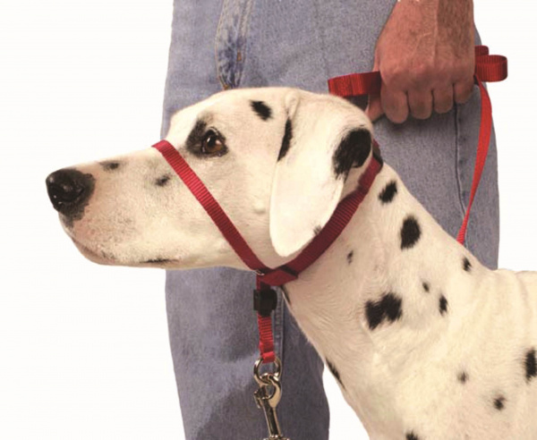 head_halter