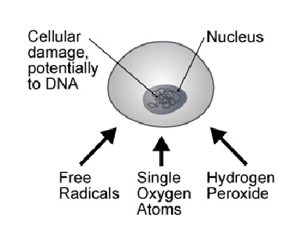 antioxidants-2