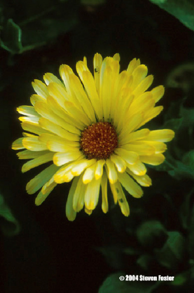calendula-1