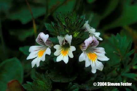 eyebright-1