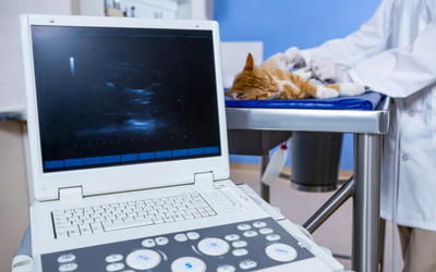ultrasound_cat ultrasound_cat