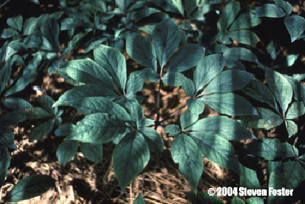 ginseng-1 ginseng-1