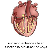 ginseng-2