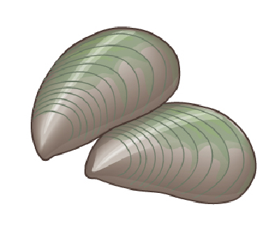 perna-1